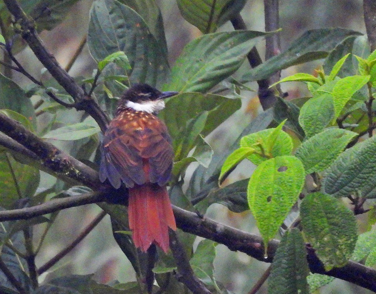 Streaked Tuftedcheek - ML645546535