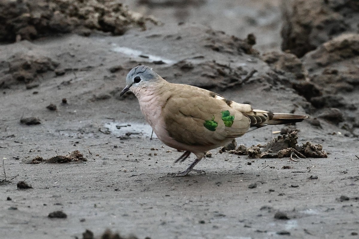 Yeşil Aynalı Kumru - ML645546544