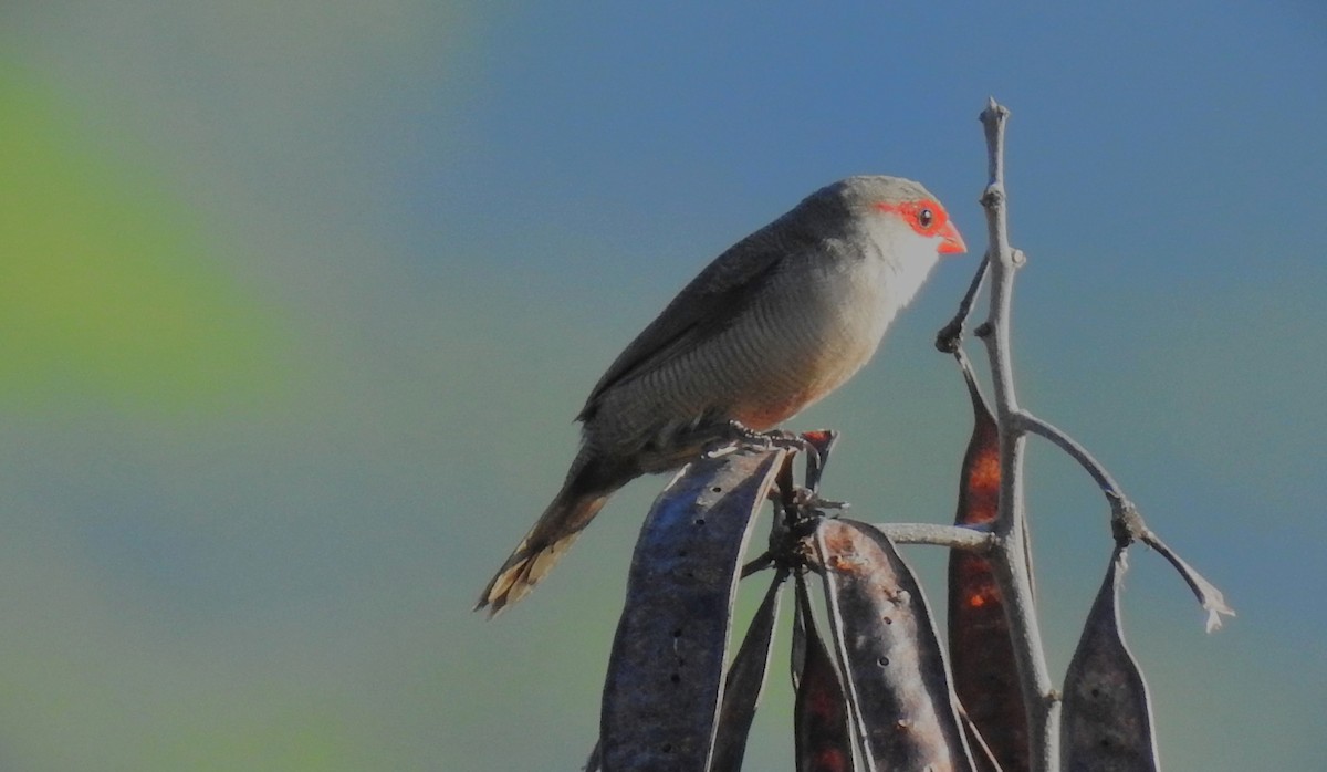 Common Waxbill - ML645546550