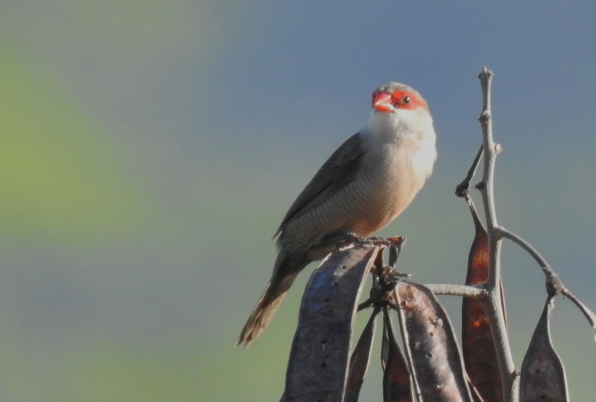 Common Waxbill - ML645546551