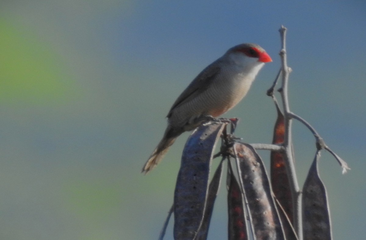 Common Waxbill - ML645546552