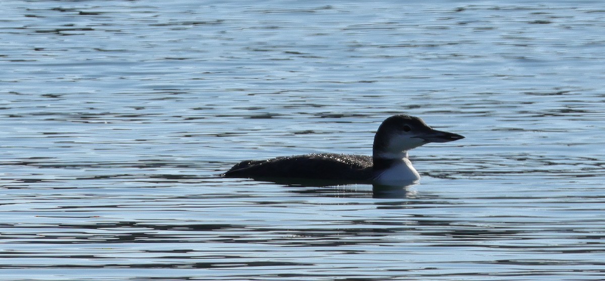 Common Loon - ML645546553