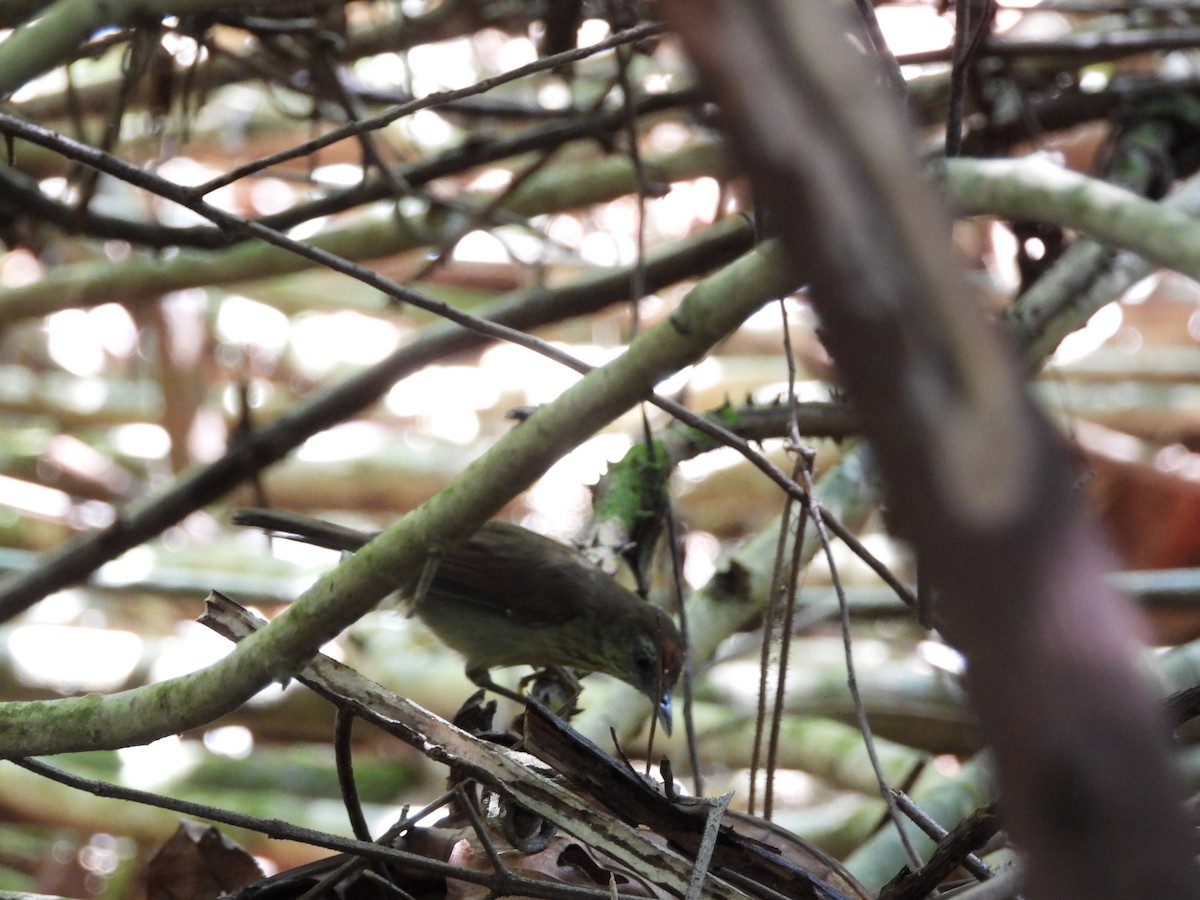 Strichelmeisentimalie - ML645546559