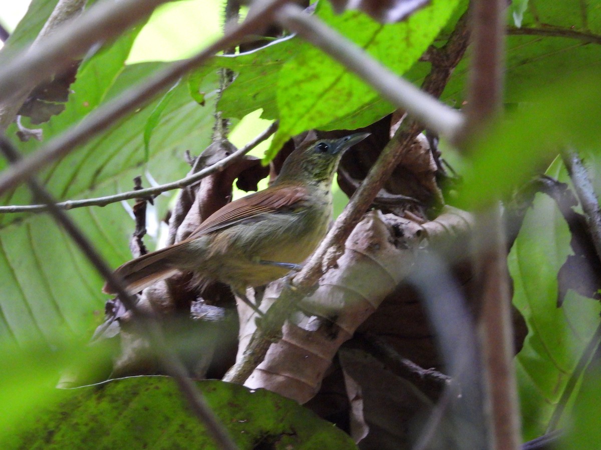 Strichelmeisentimalie - ML645546560