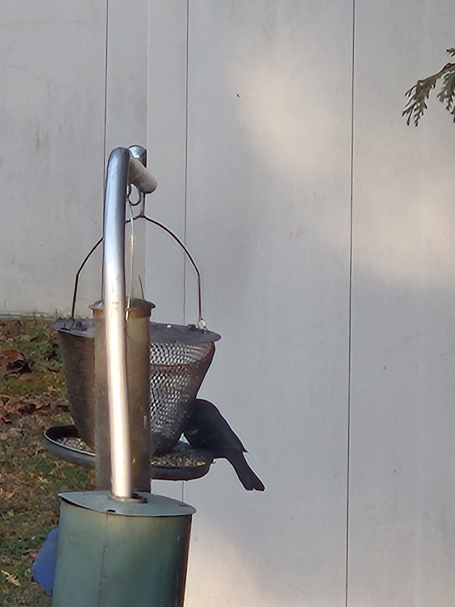 Red-winged Blackbird - ML645546561