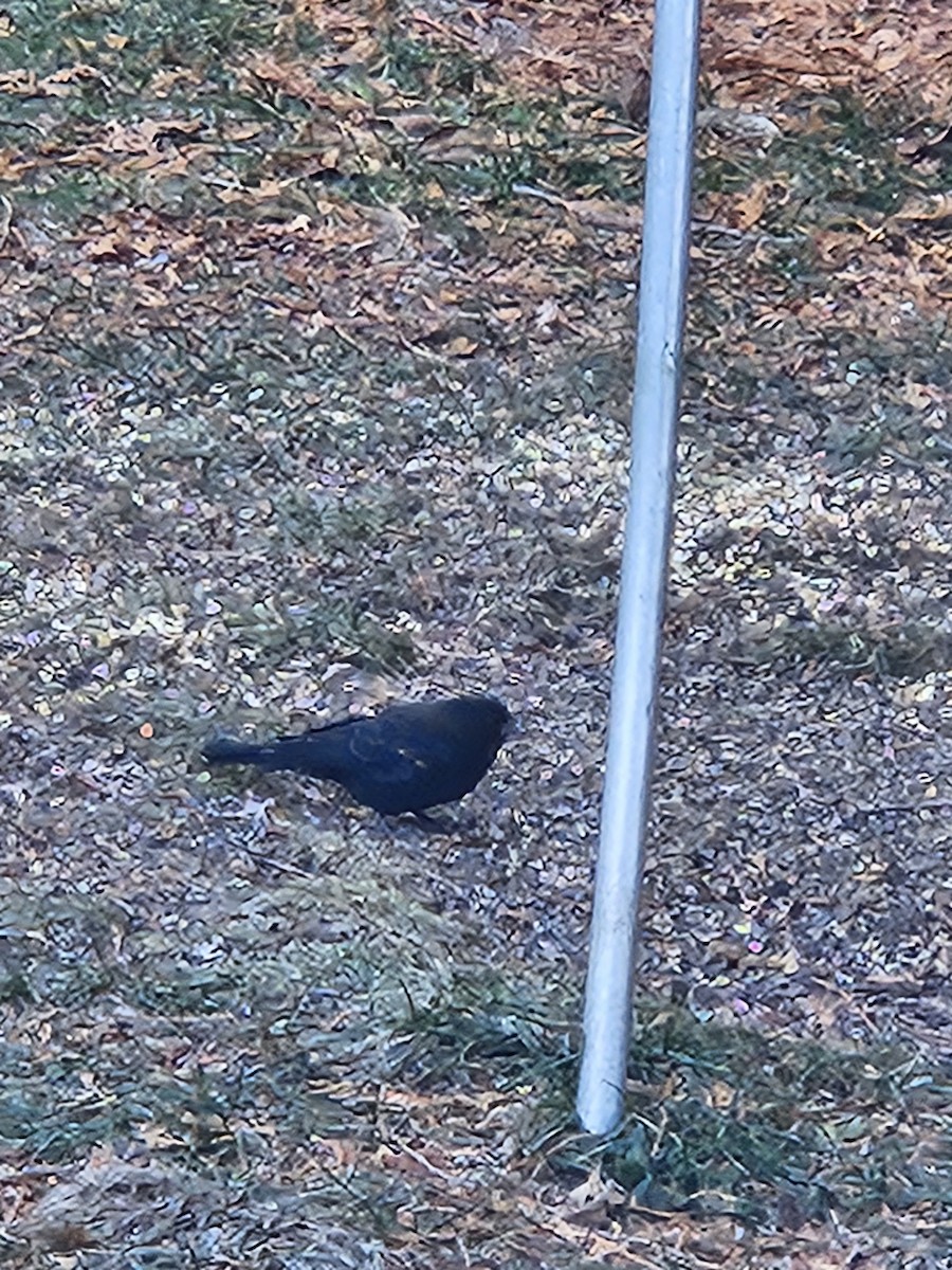 Red-winged Blackbird - ML645546562