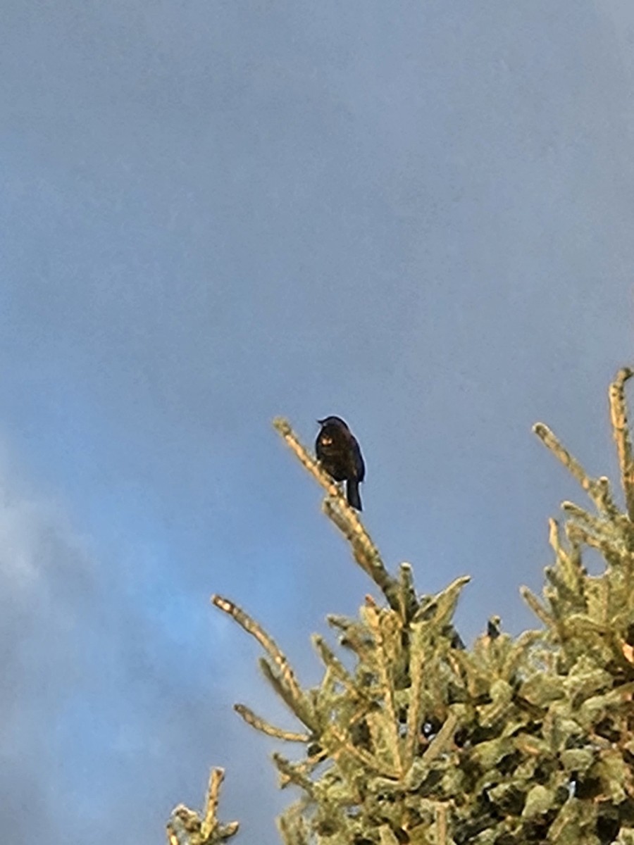 Red-winged Blackbird - ML645546563