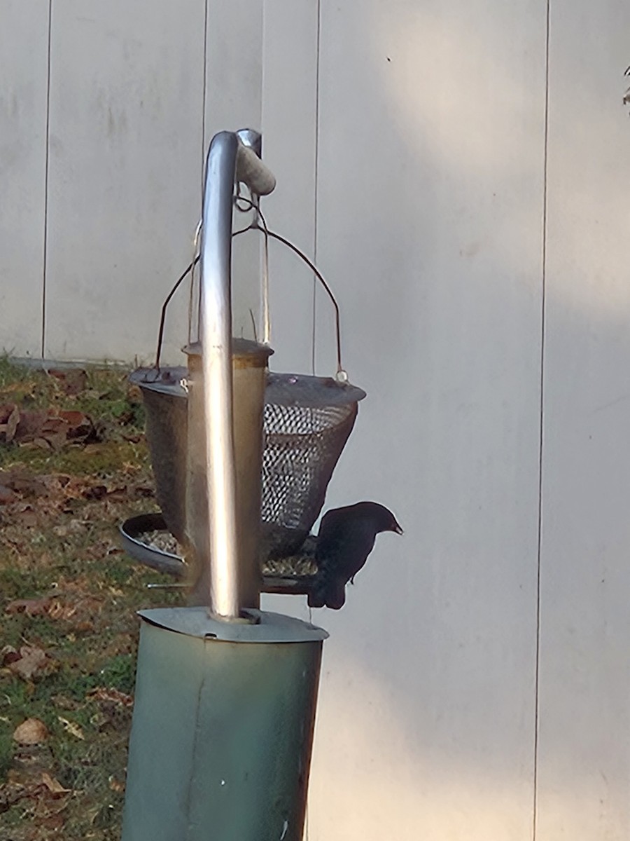 Red-winged Blackbird - ML645546564