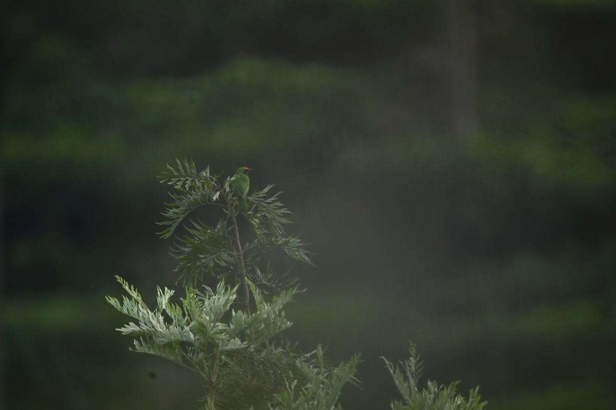 Золотолобая листовка - ML645546567