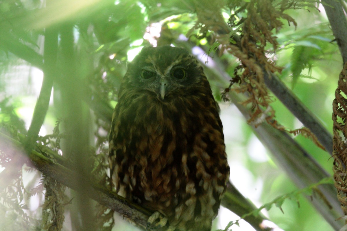Morepork - ML645546572