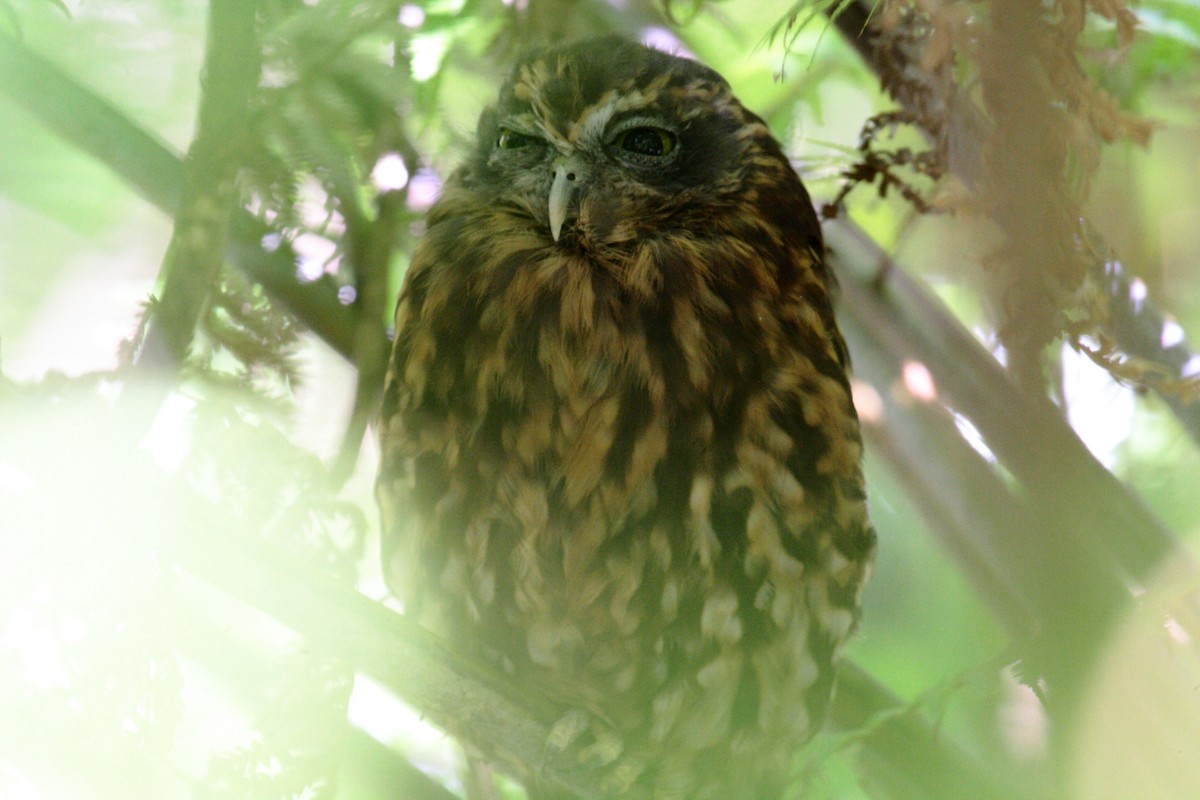 Morepork - ML645546573
