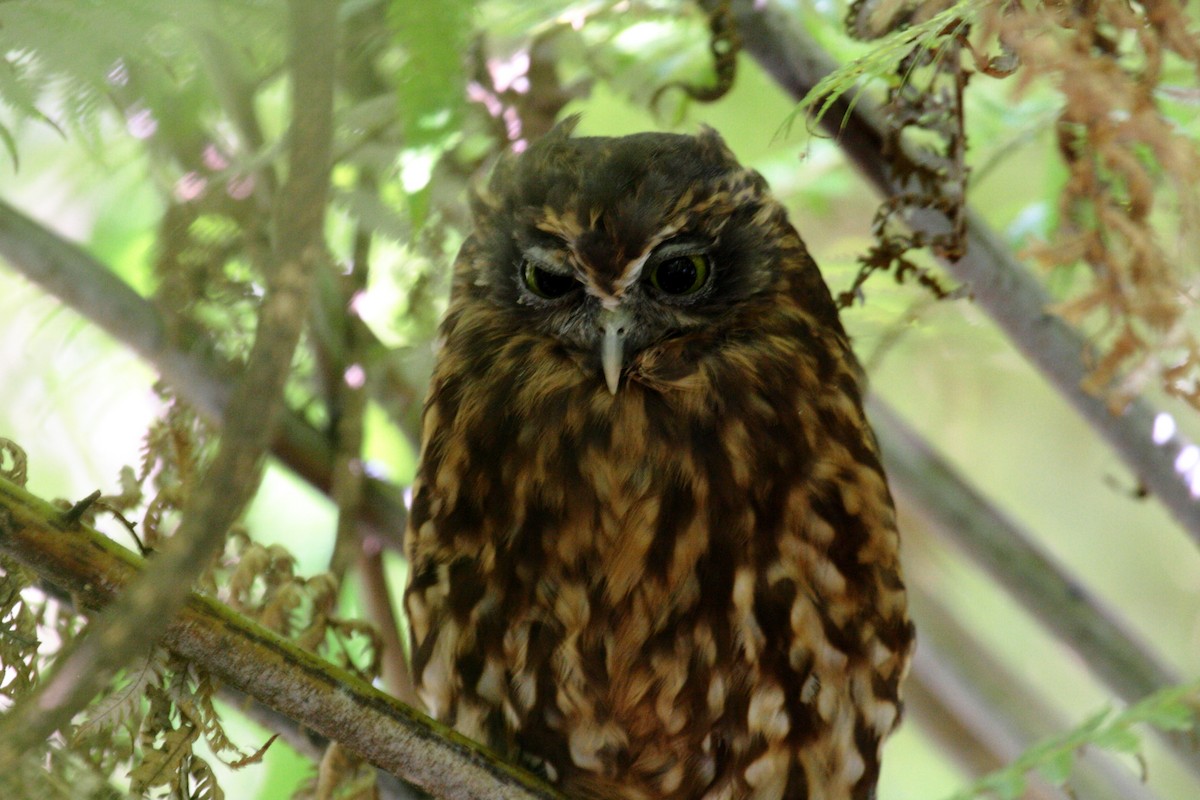 Morepork - ML645546574