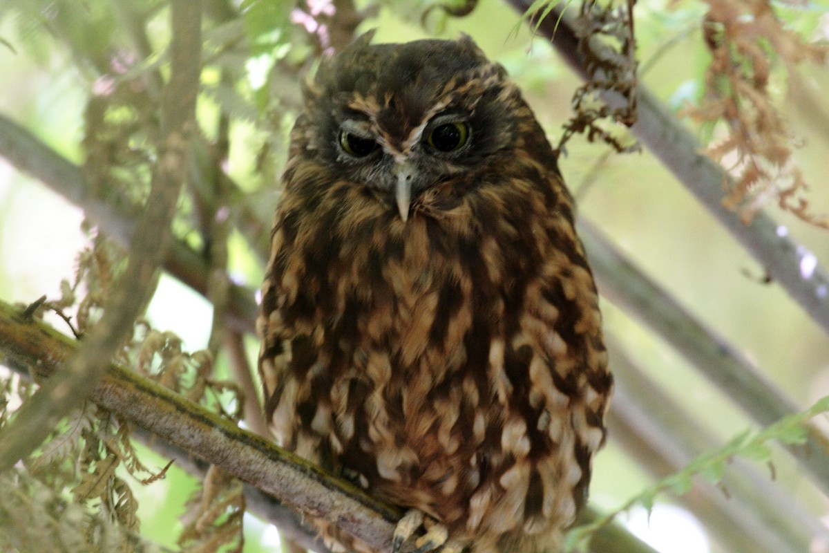 Morepork - ML645546575