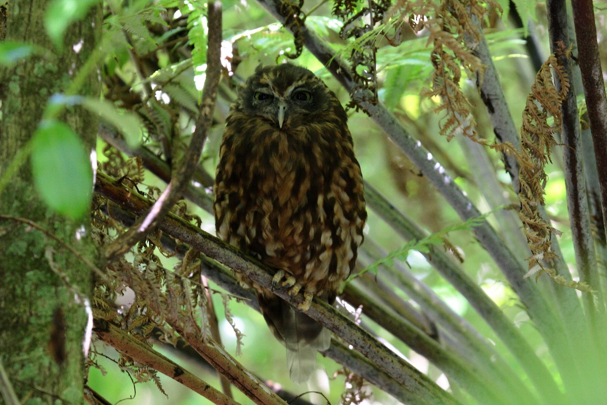 Morepork - ML645546576