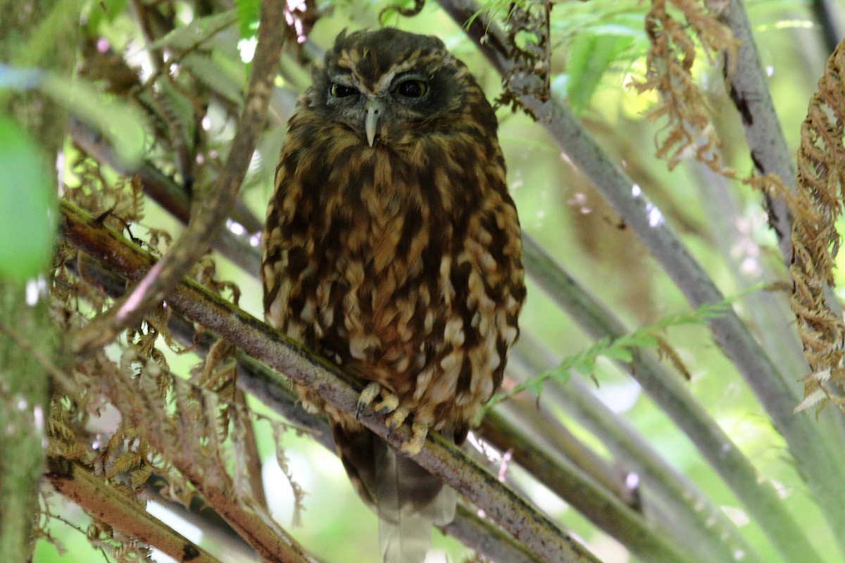 Morepork - ML645546577