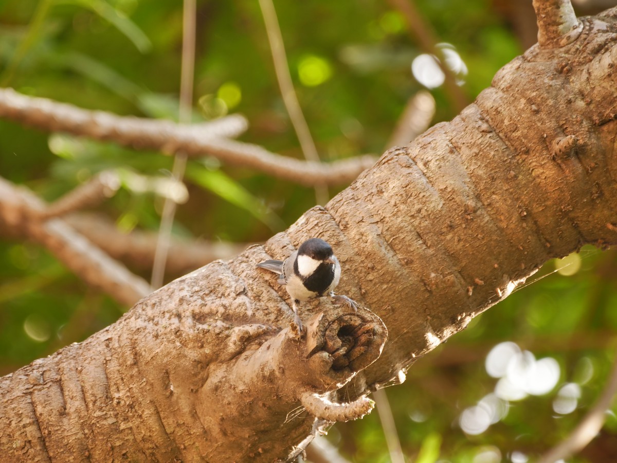 Asian Tit - ML645546579