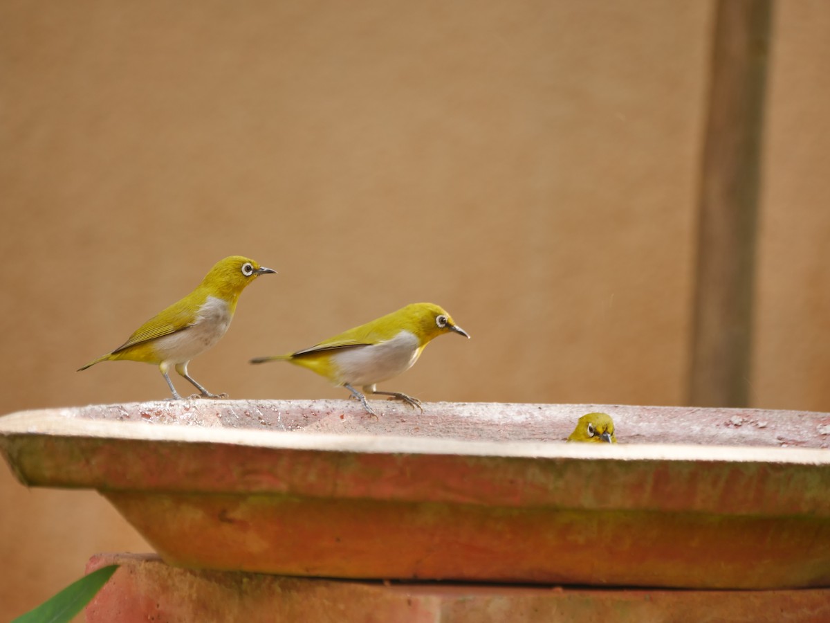 Indian White-eye - ML645546589