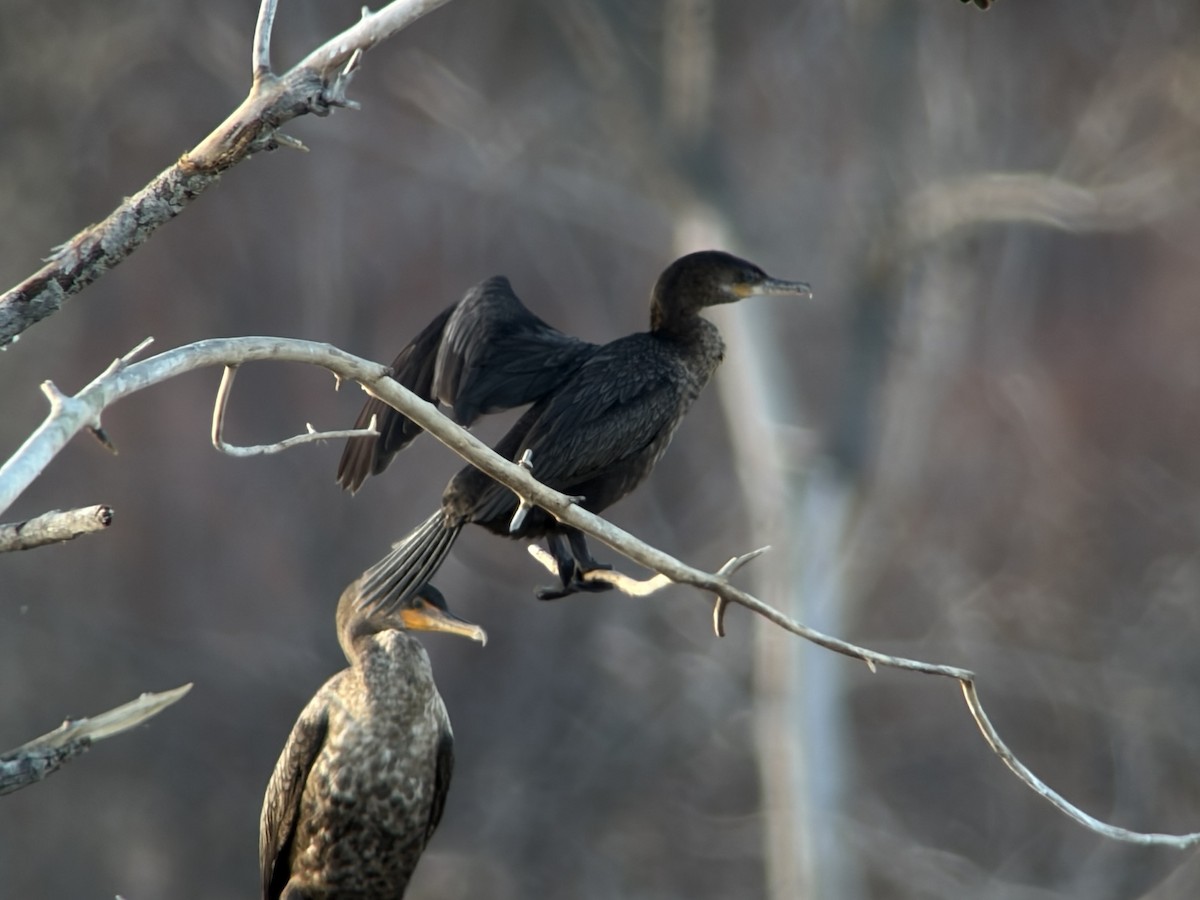 Neotropic Cormorant - ML645546594