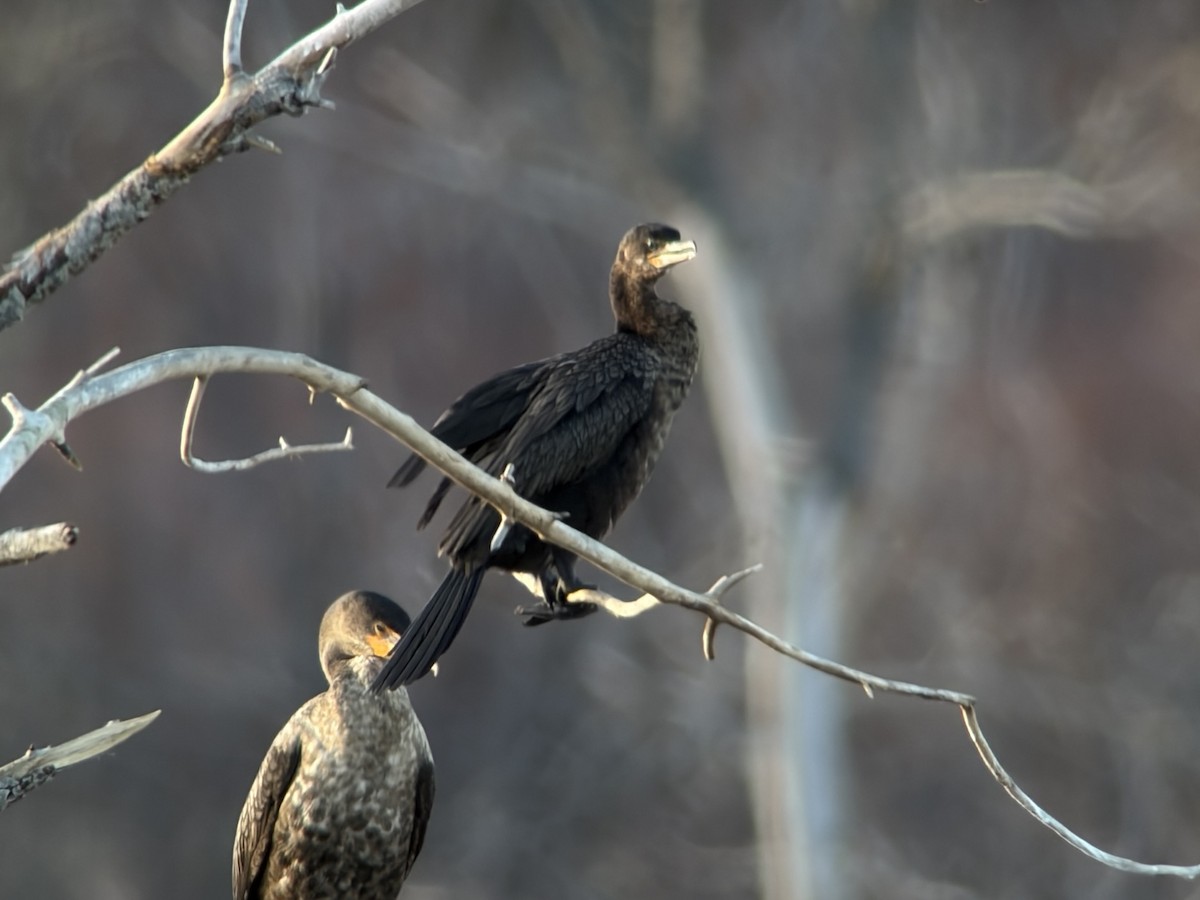 Neotropic Cormorant - ML645546595