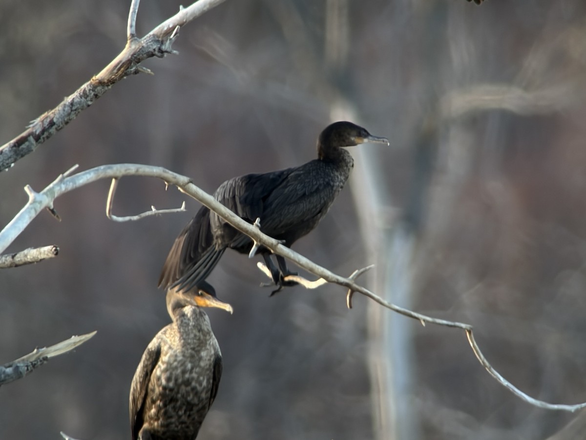 Neotropic Cormorant - ML645546596