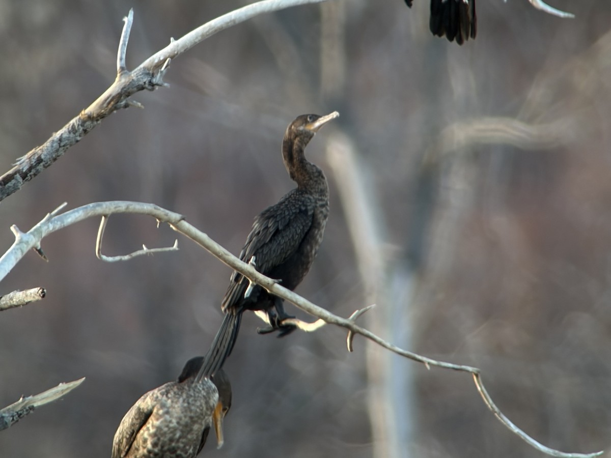 Neotropic Cormorant - ML645546597