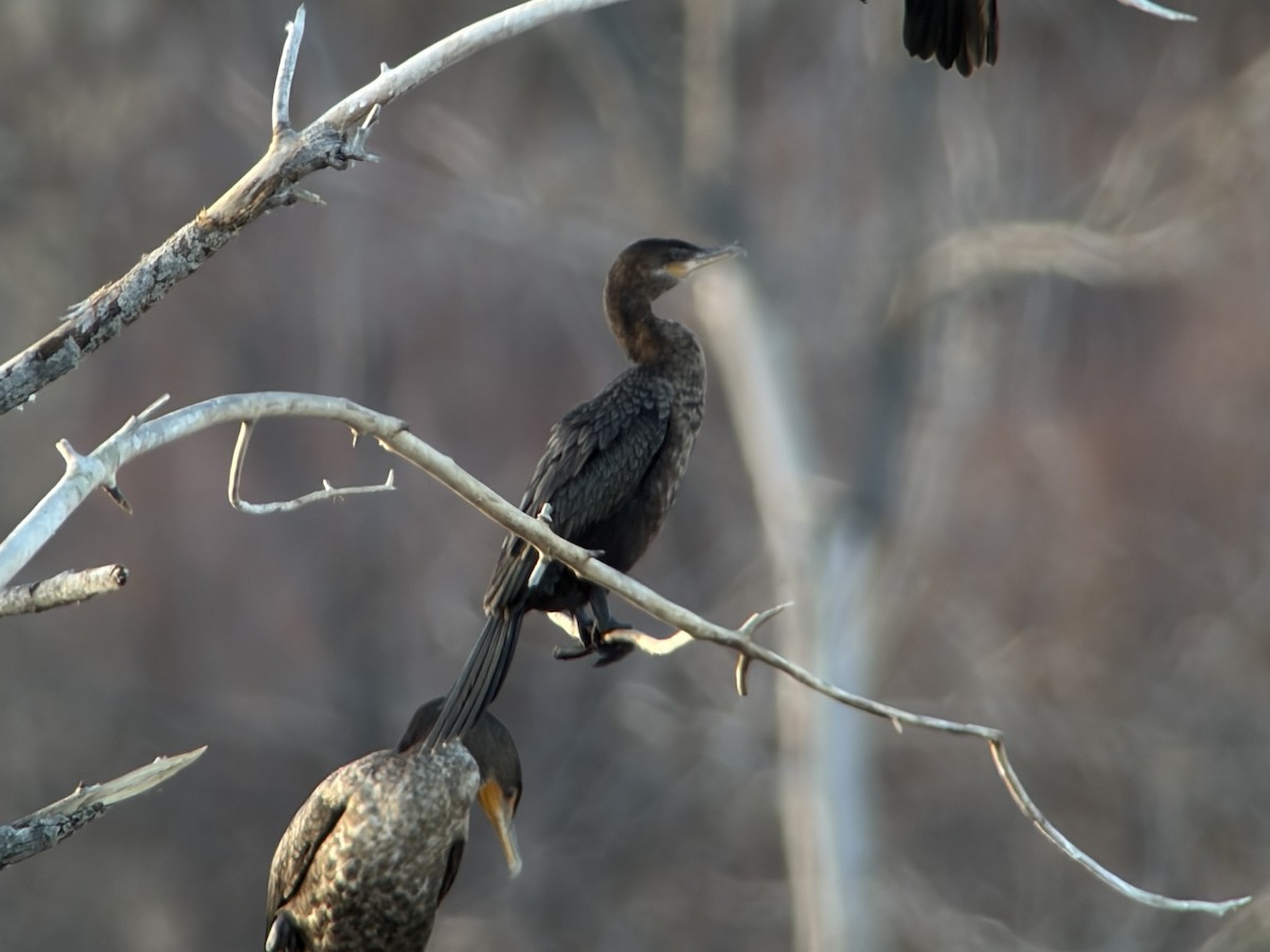 Neotropic Cormorant - ML645546598