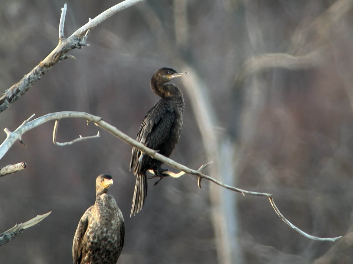 Neotropic Cormorant - ML645546599