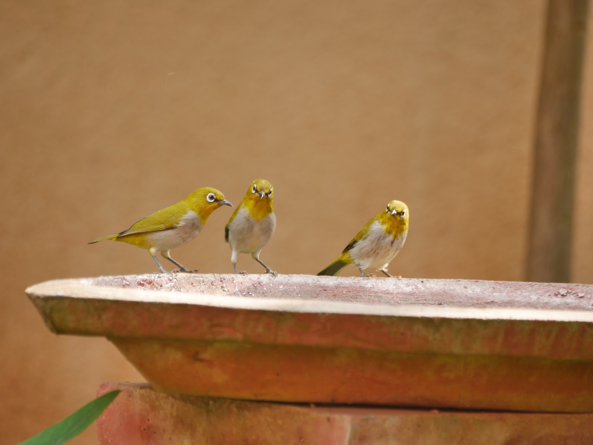 Indian White-eye - ML645546600