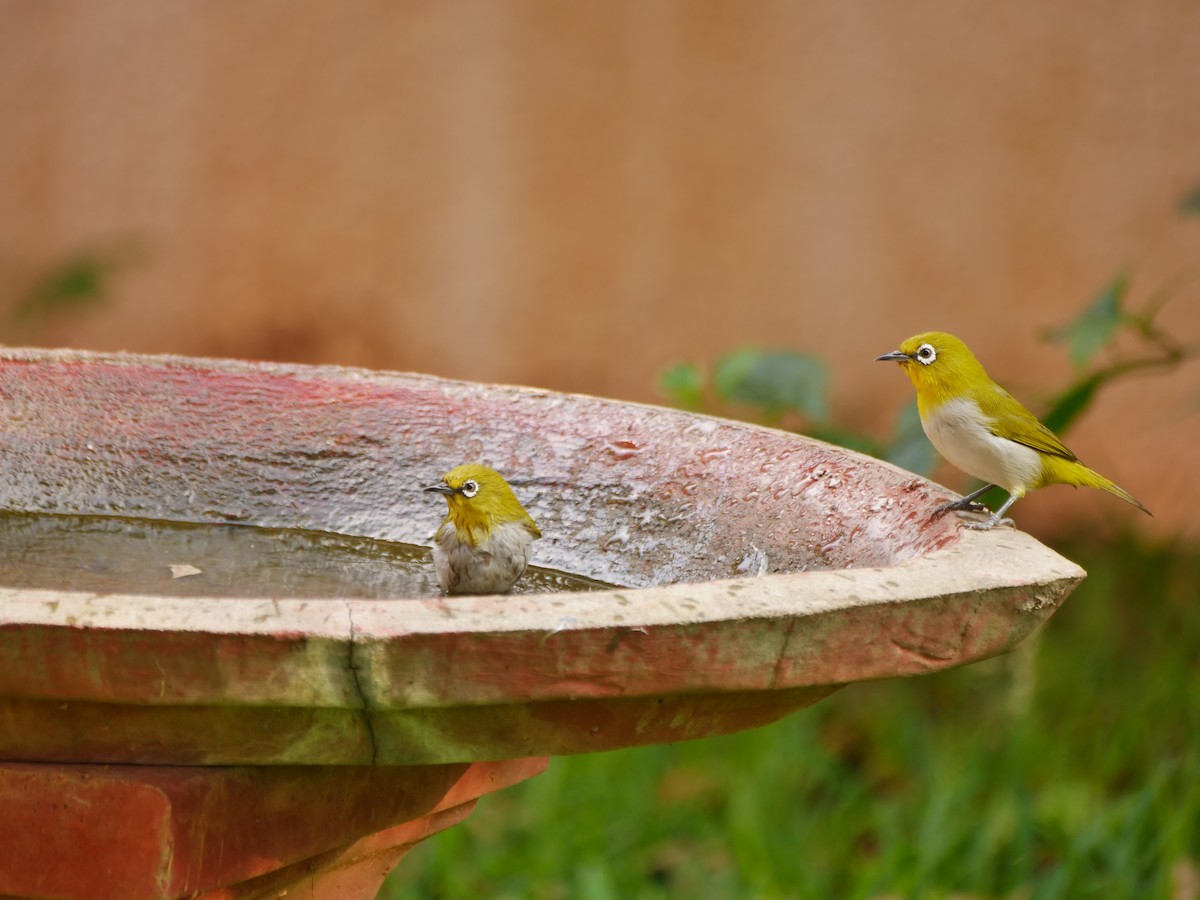 Indian White-eye - ML645546612