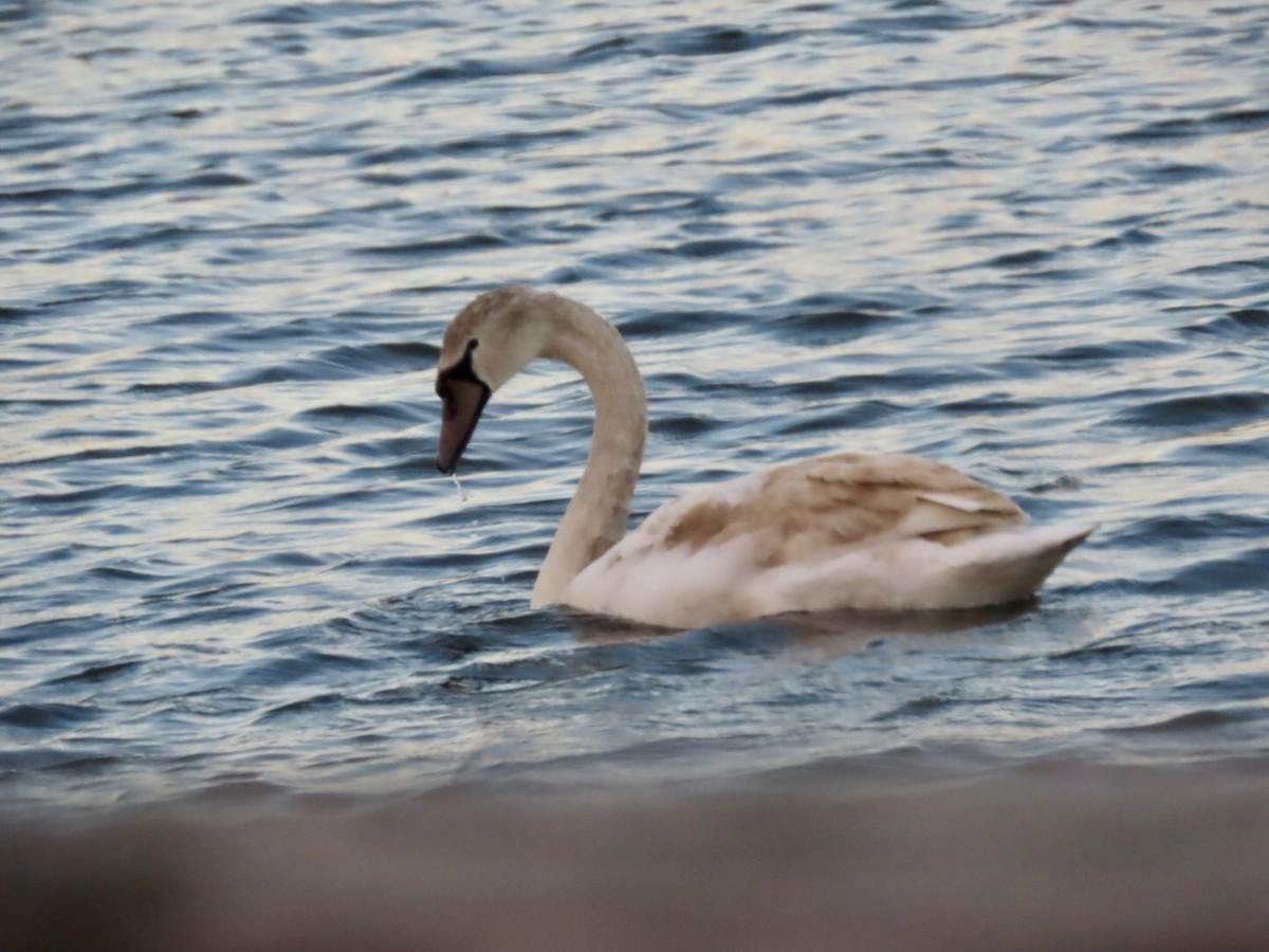 Mute Swan - ML645546625
