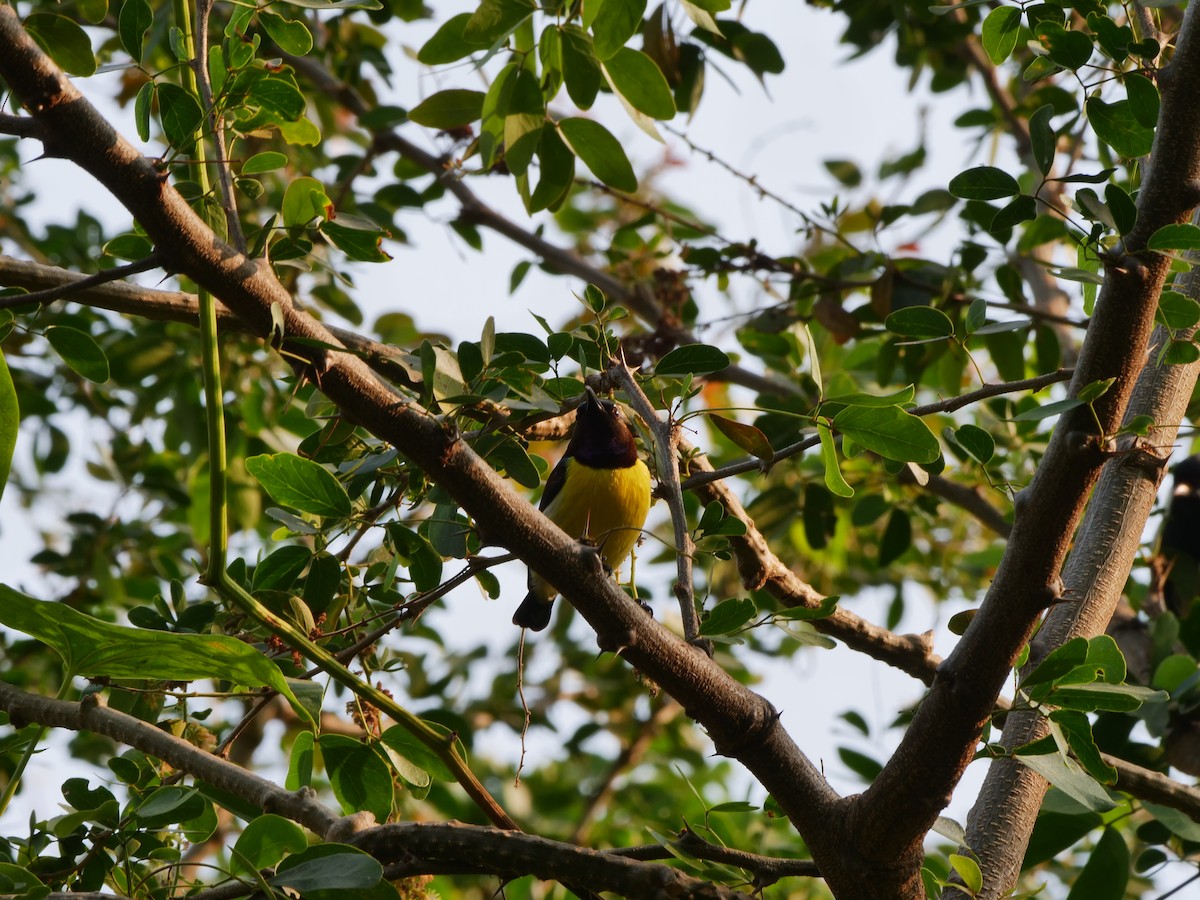Purple-rumped Sunbird - ML645546634