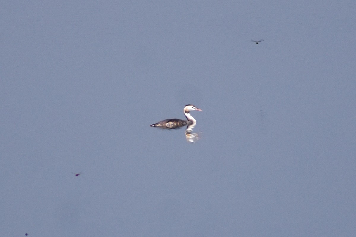 冠鸊鷉 - ML645546641