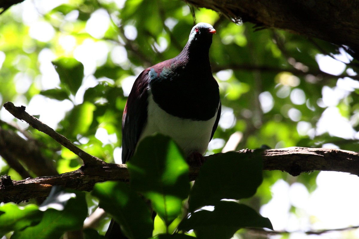 New Zealand Pigeon - ML645546646