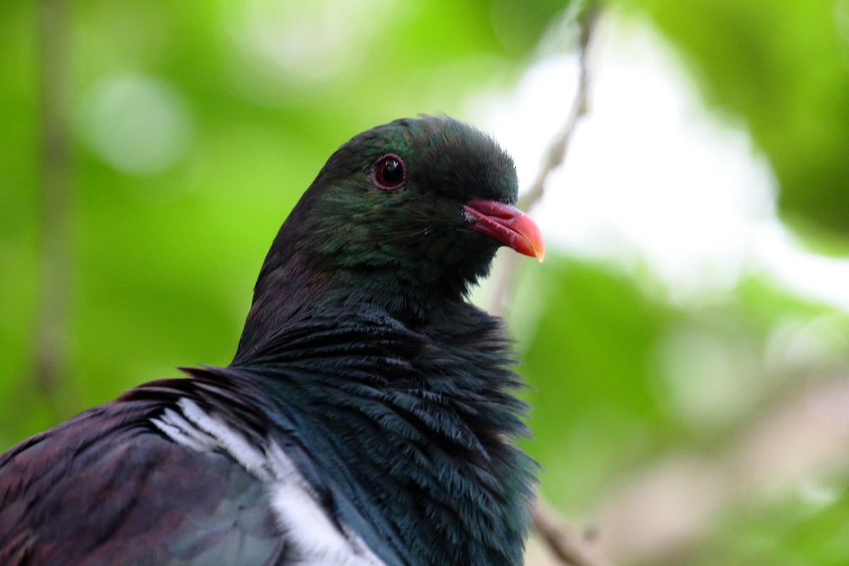 New Zealand Pigeon - ML645546647