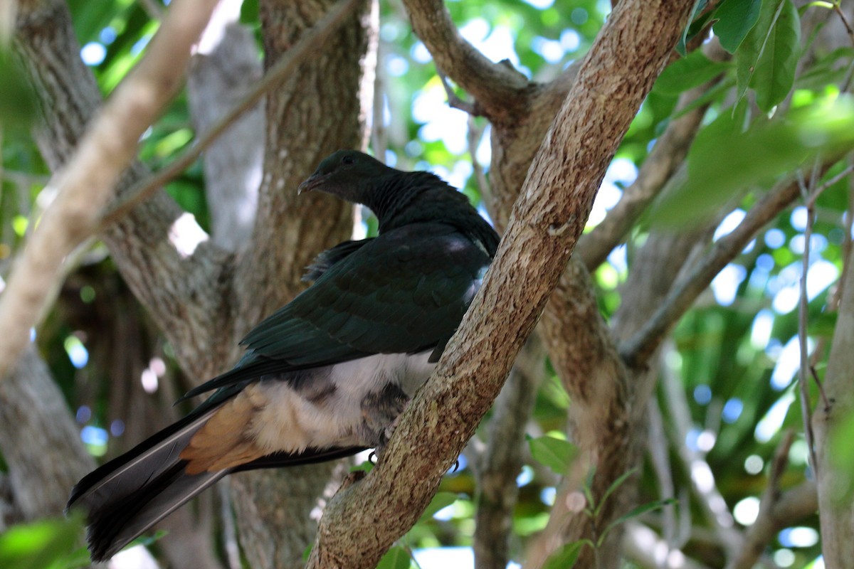 New Zealand Pigeon - ML645546648