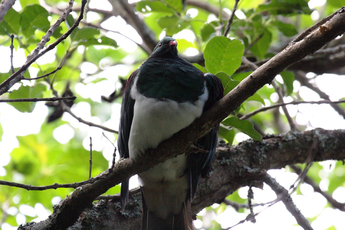 New Zealand Pigeon - ML645546649