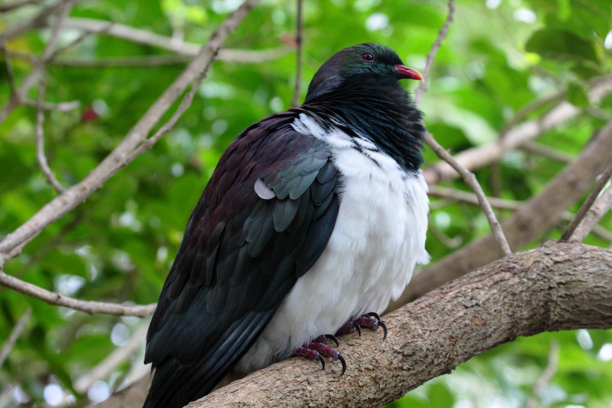 New Zealand Pigeon - ML645546650