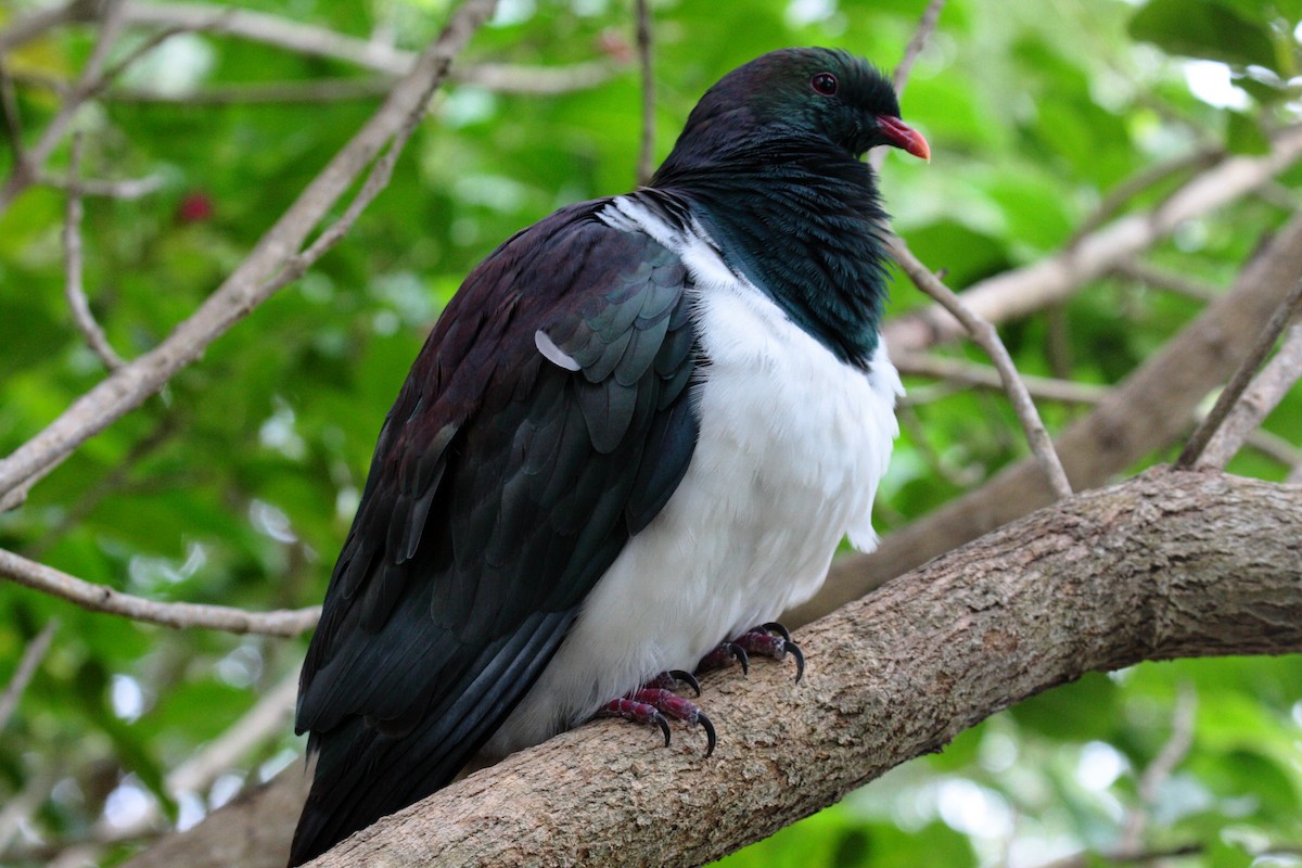 New Zealand Pigeon - ML645546651
