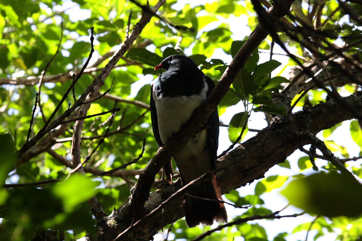 New Zealand Pigeon - ML645546652
