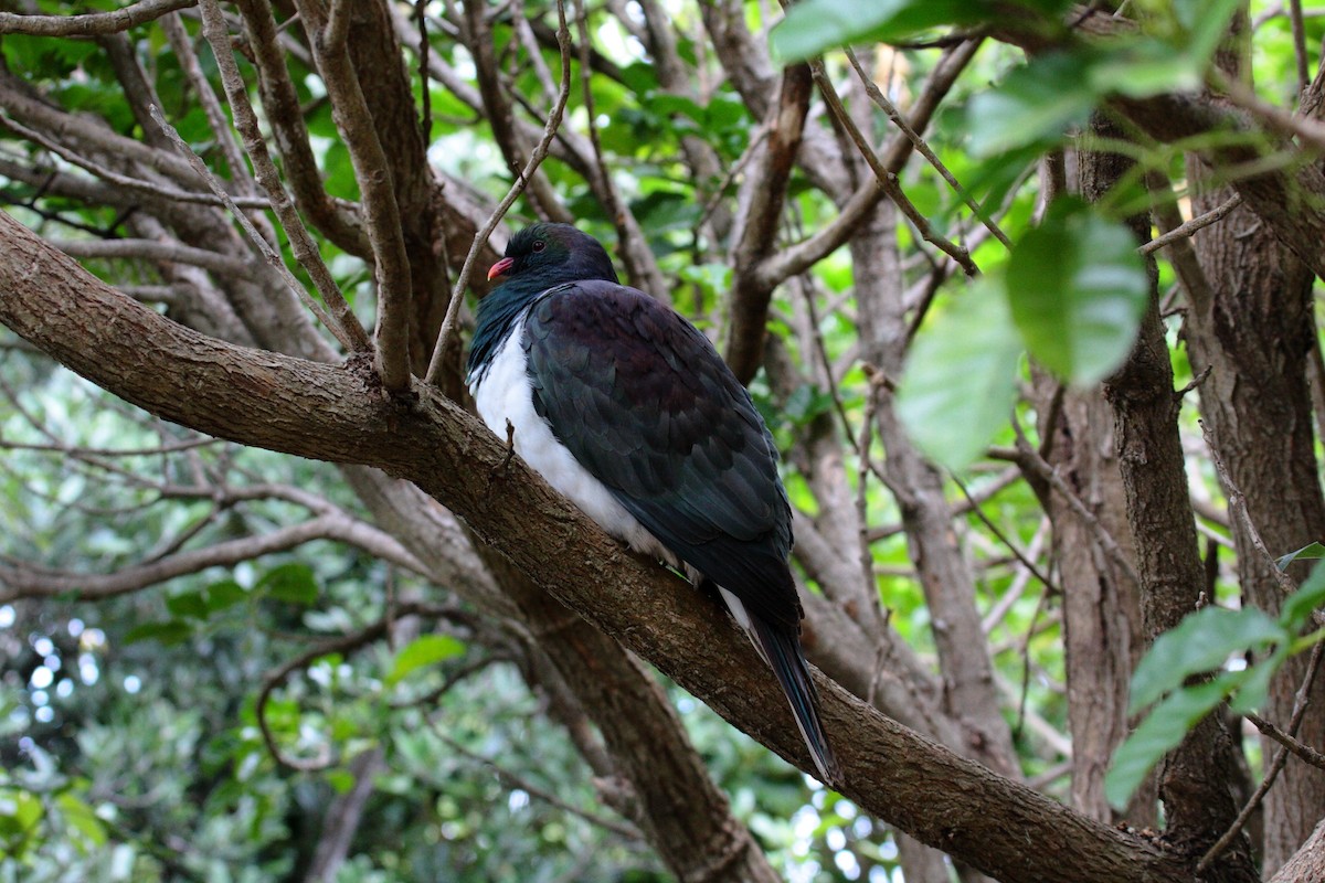 New Zealand Pigeon - ML645546653
