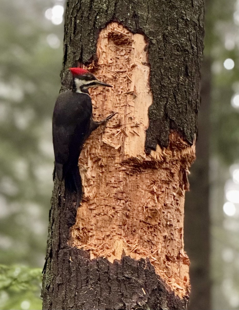 datel chocholatý - ML645546659