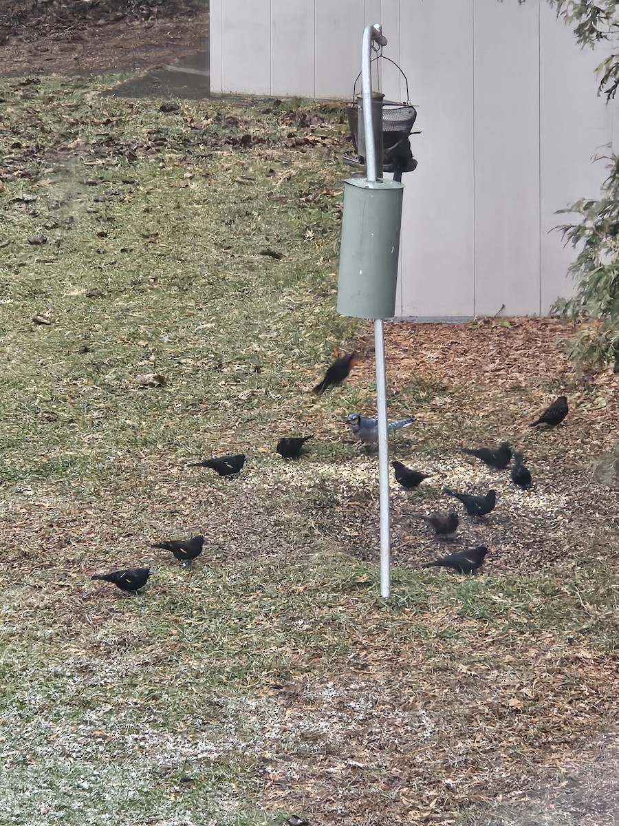 Red-winged Blackbird - ML645546661