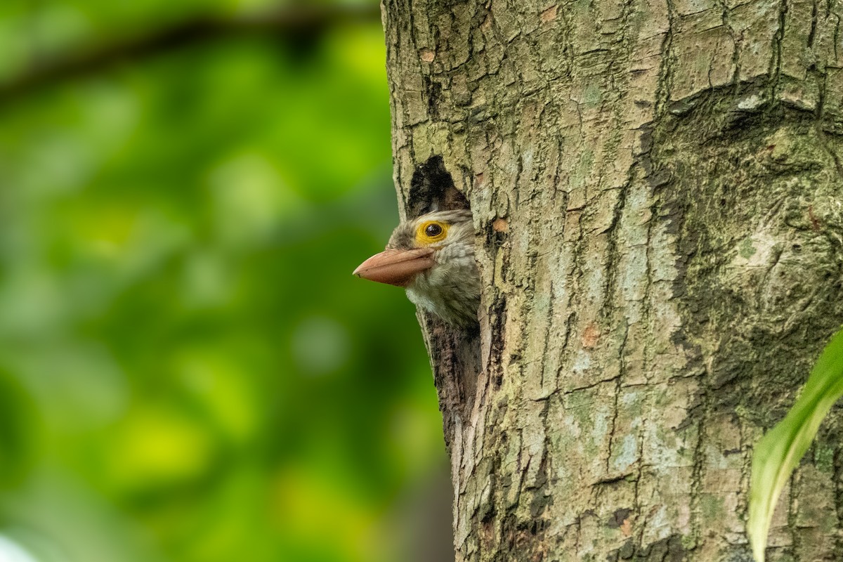 シロボシオオゴシキドリ - ML645546666