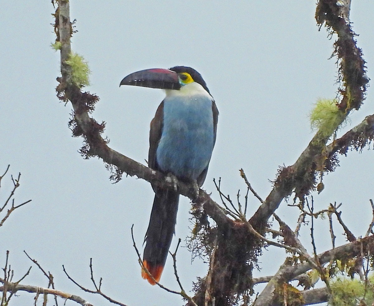 Андигена білощока - ML645546675