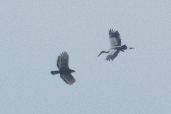 Хохлатый змееяд - ML645546686