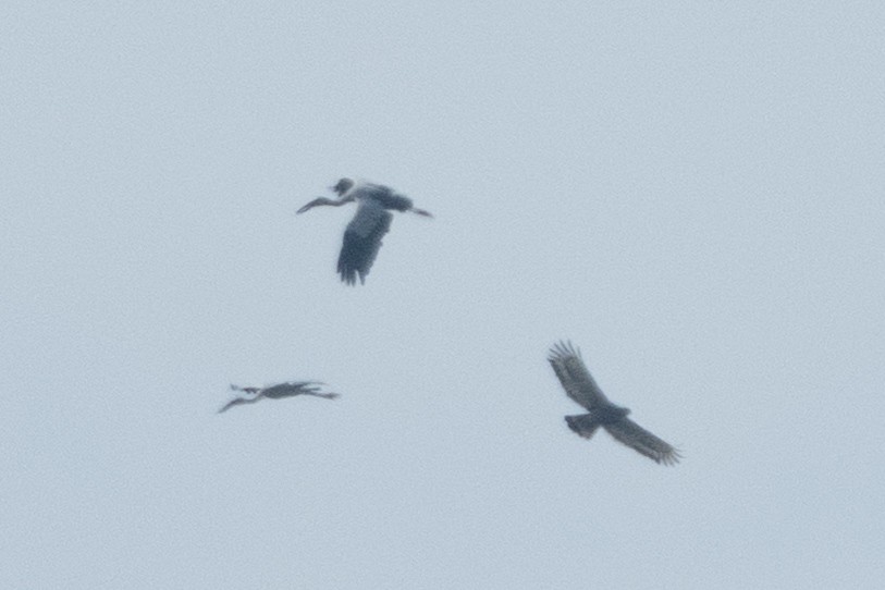 Хохлатый змееяд - ML645546687