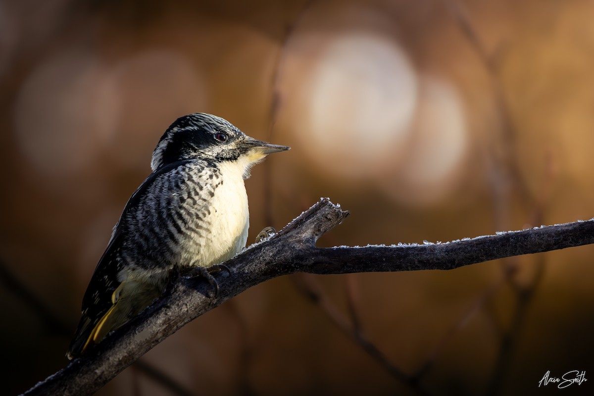 American Three-toed Woodpecker - ML645546688