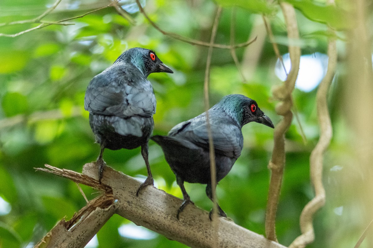 Asian Glossy Starling - ML645546705