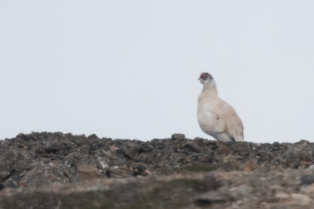 Rock Ptarmigan - ML645546715