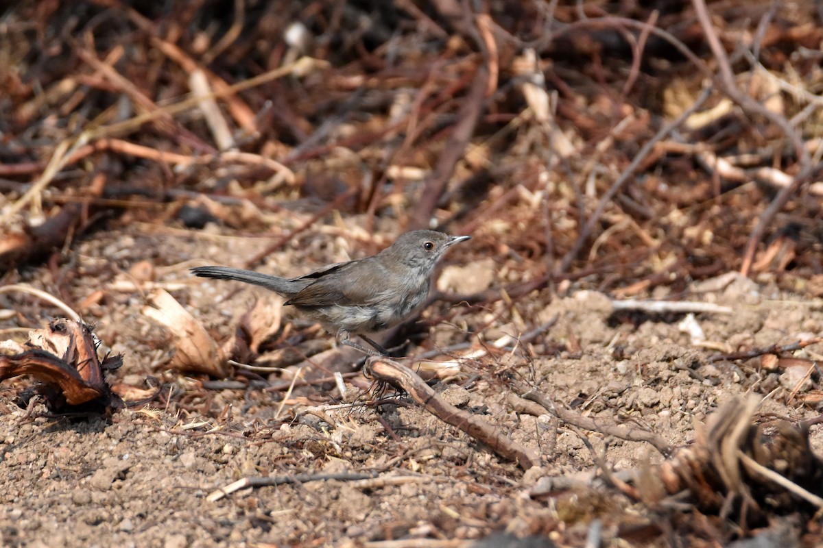 Sardinian Warbler - ML645546718